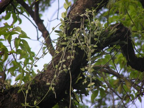 Dischidia acuminata